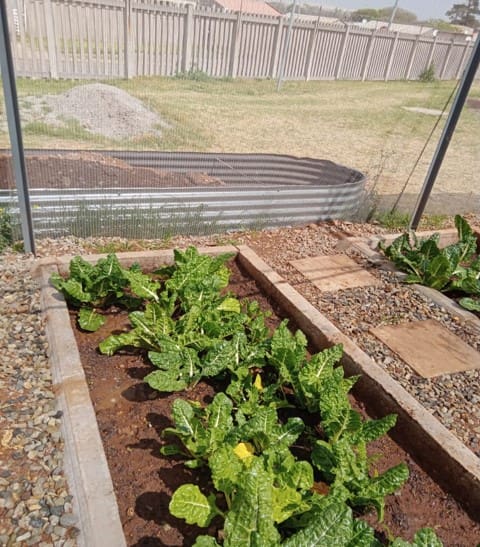 School Garden