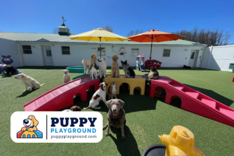 Puppy Playground Named “Versatile Product of the Year” in the 2026 Pet Innovation Awards
